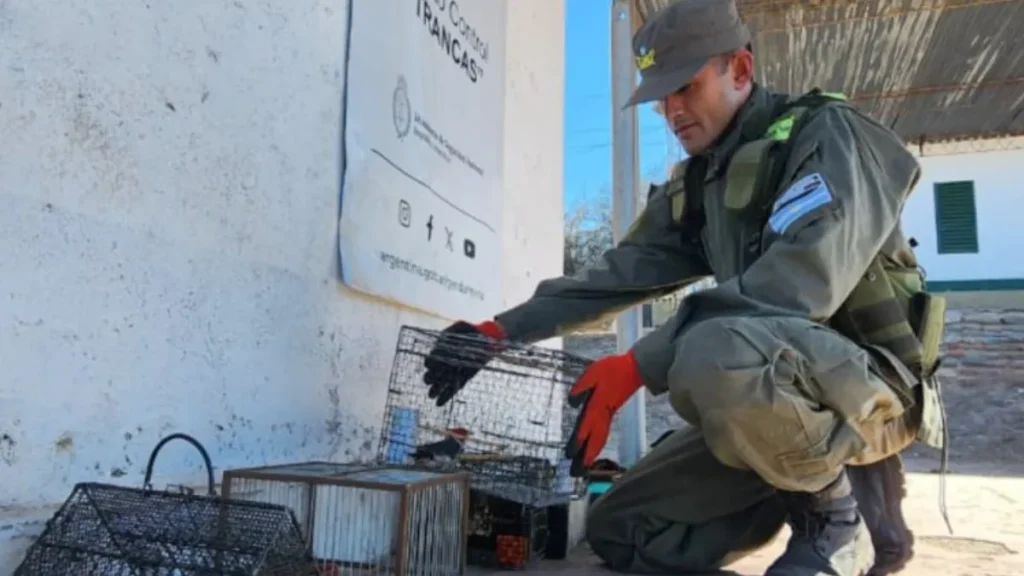 Secuestran 27 aves silvestres en el baúl de un auto en Tucumán