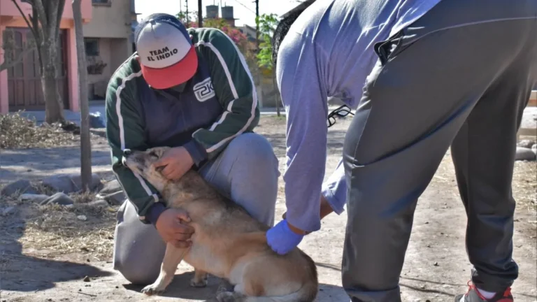 Alerta por un posible brote de rabia en Jujuy por la escasez de vacunas