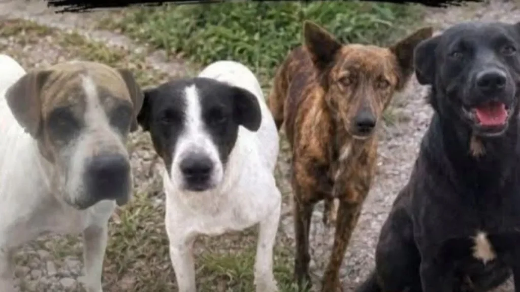Marcha por perros envenenados en Río Blanco: reclaman justicia este miércoles