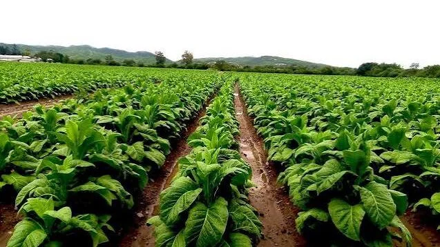 Pago de asistencia para tabaco inicia este jueves en Jujuy