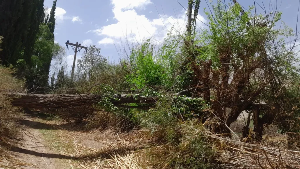 Se restableció el servicio eléctrico en la Quebrada tras un corte de luz por la caída de árboles
