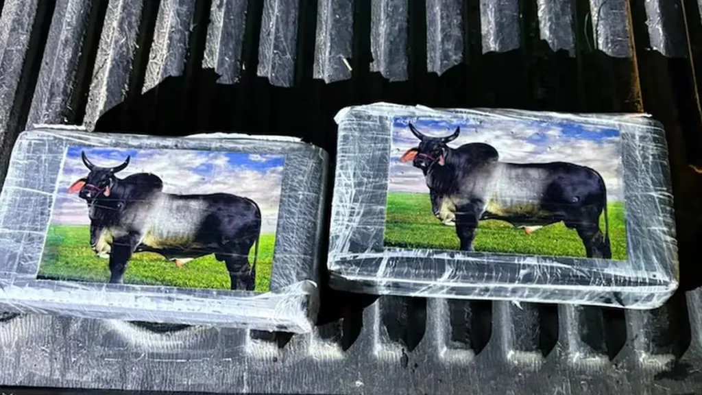 Secuestro de cocaína con marca de toro en Santa Fe: 456 kilos y siete imputados