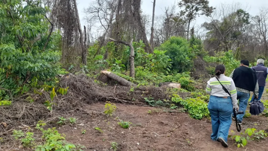 Alerta por la tala ilegal en las Yungas jujeñas: más de 20 denuncias y 680 rollos recuperados