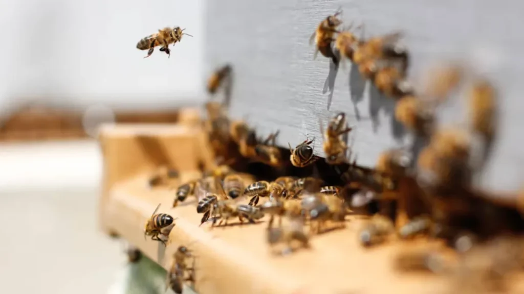 Ataque de abejas en San Pedro: varias personas afectadas y un burro muerto