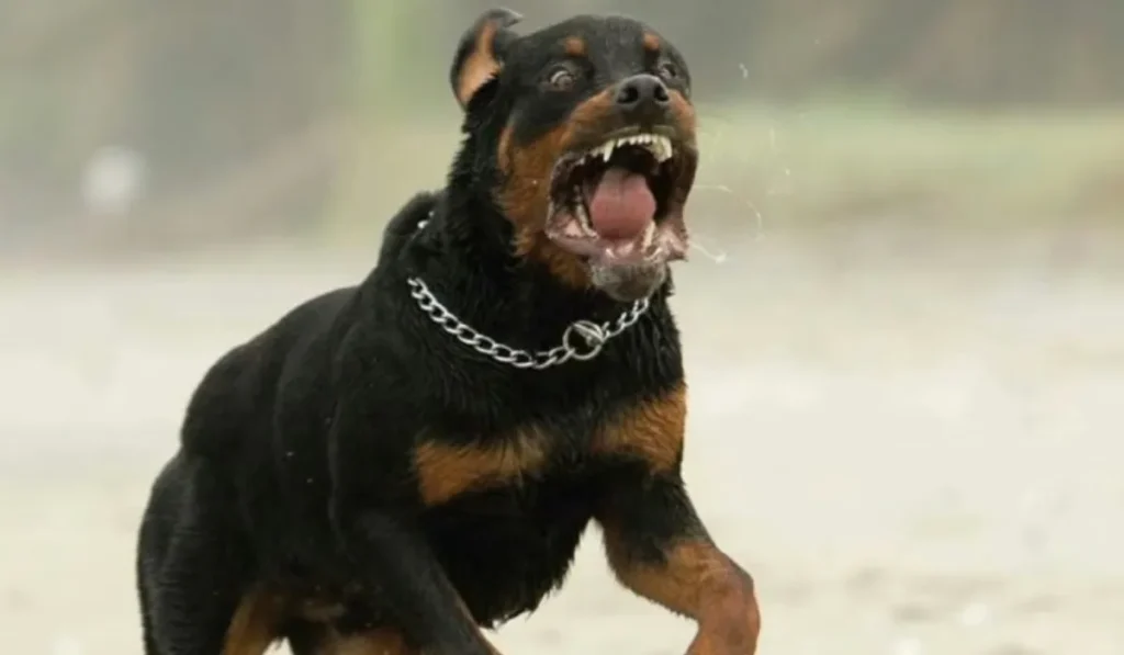 Ataque de rottweiler en El Chingo: una niña de 11 años terminó en el quirófano