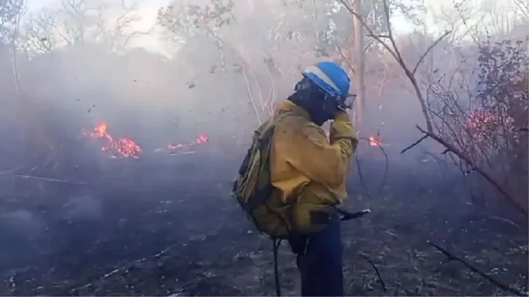 Incendios forestales en Jujuy: más de 100 focos durante septiembre