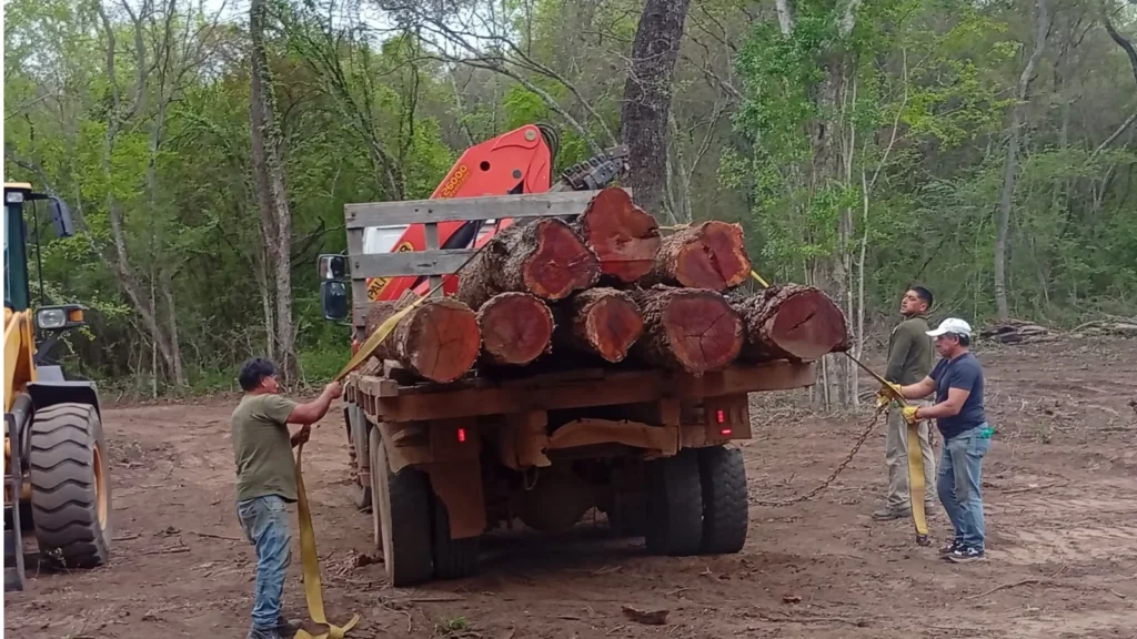 Jujuy decomisó madera nativa tras una intervención forestal irregular cerca del Ingenio La Esperanza