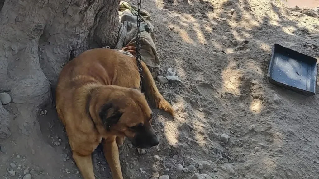 Maltrato animal en Aguas Calientes: encadenaron a un perro y ahora buscan a “Capitán”