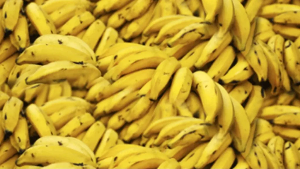 Salta sancionó una ley para proteger los cultivos de bananas